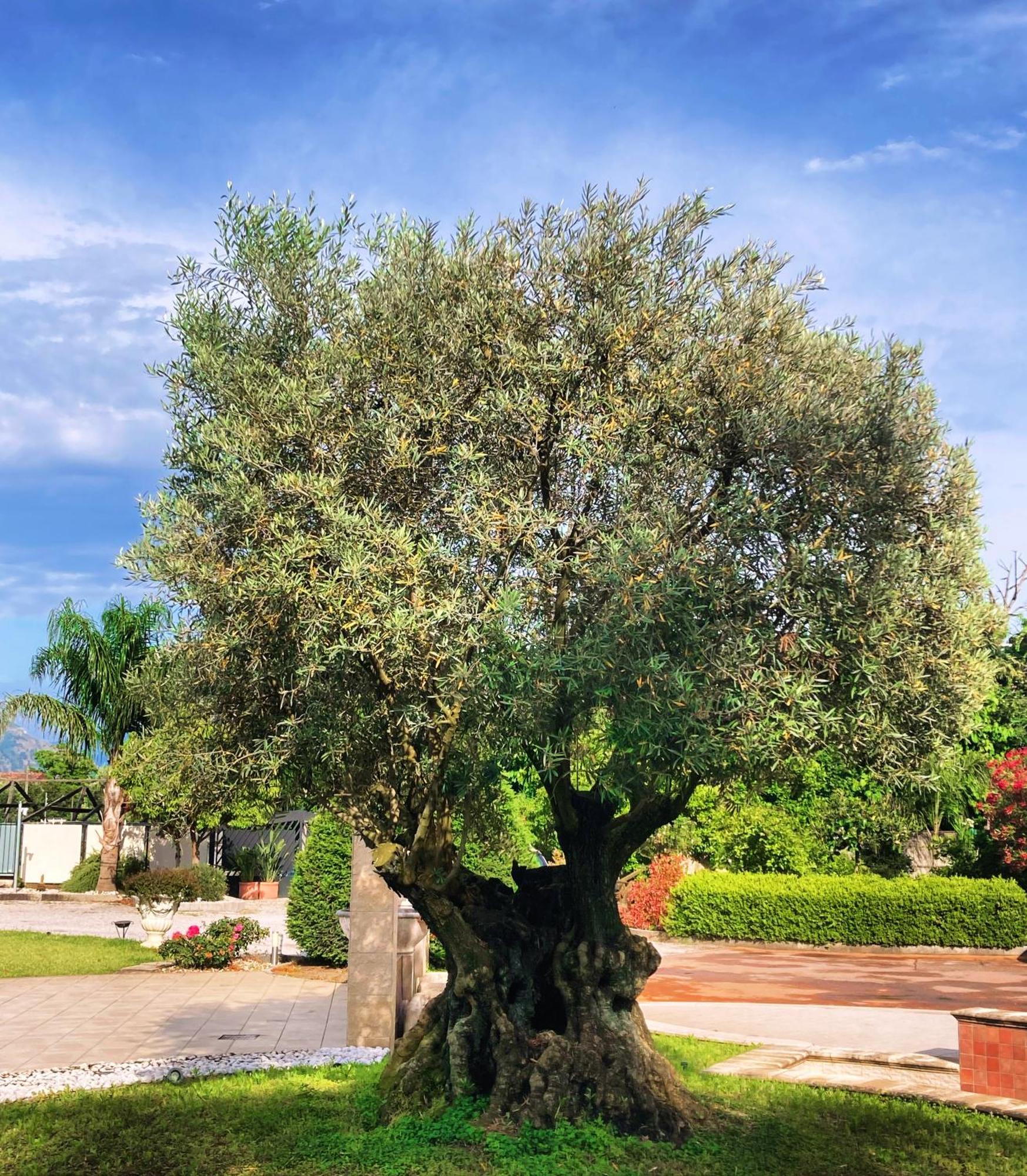 Poggiomarino Hotel Ginevra מראה חיצוני תמונה